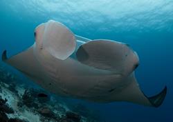Gan Island Dive Centre - Maldives. Manta rays.
